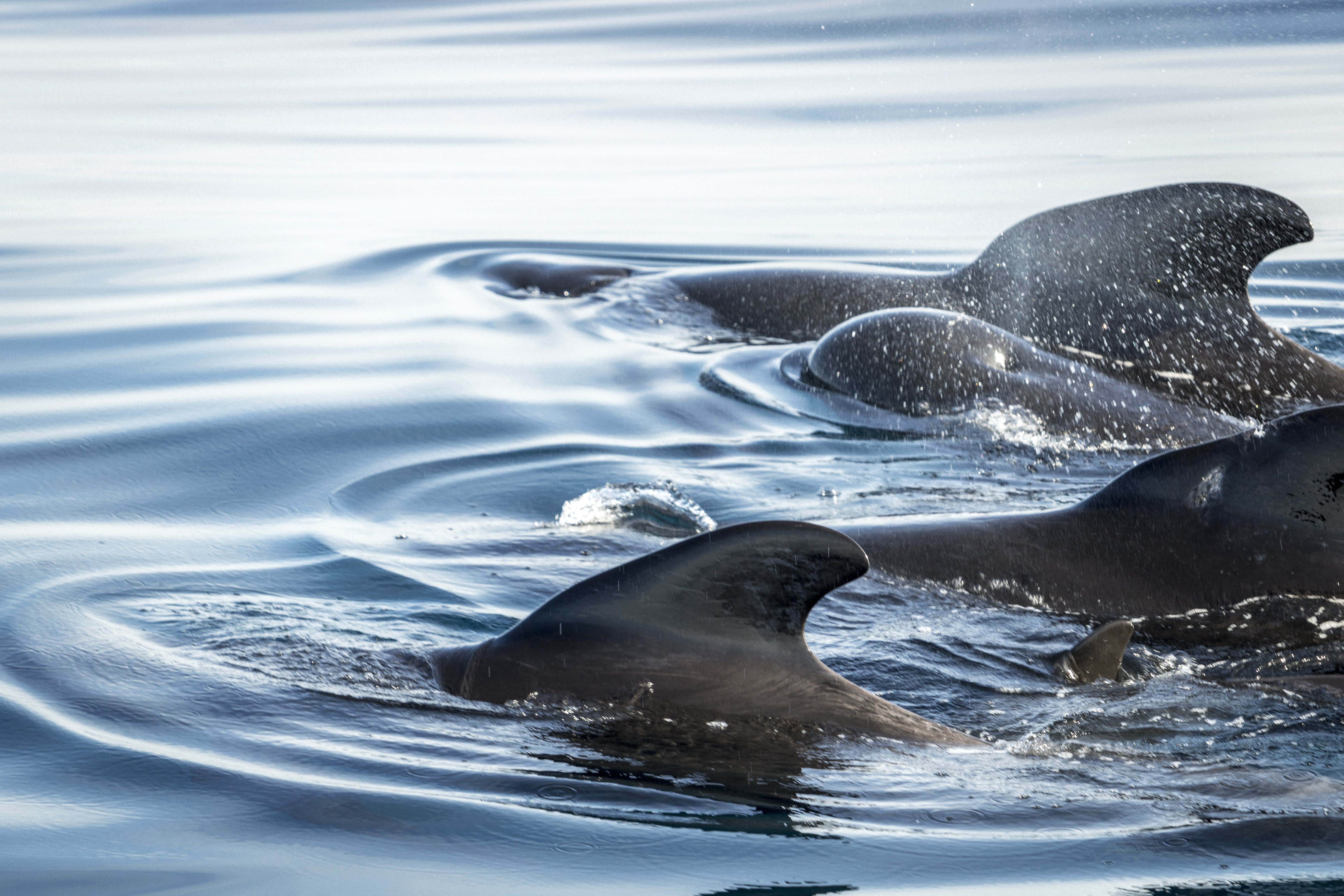 pilot whales fins