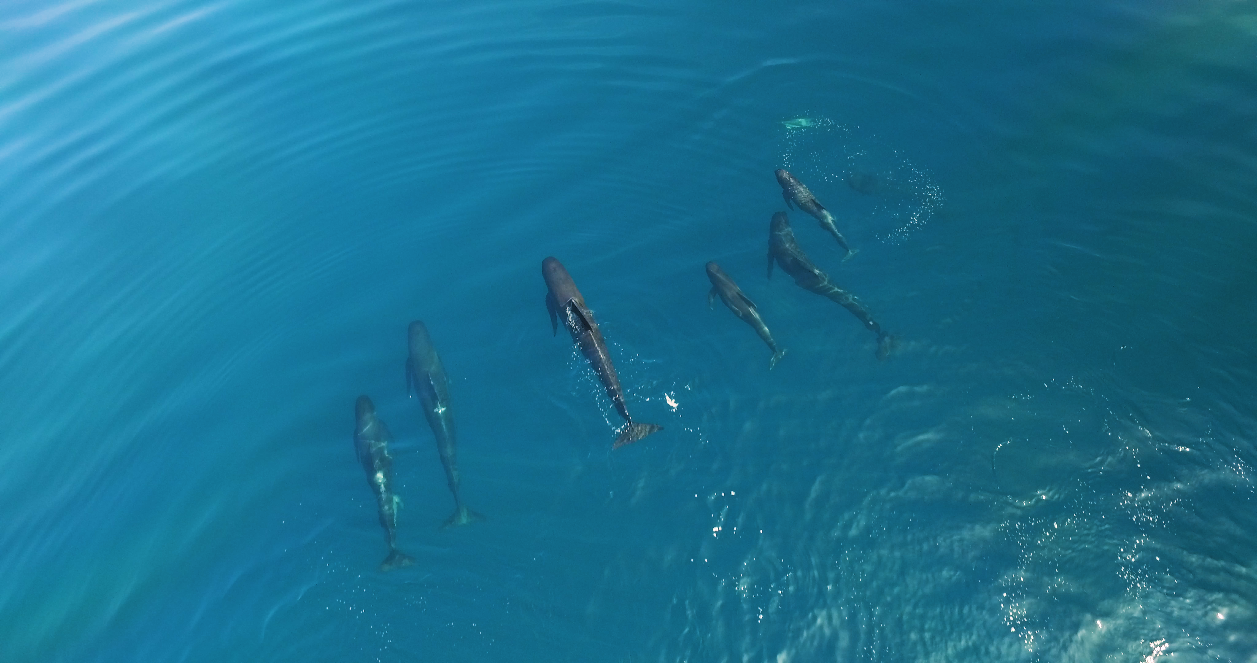 a pod of pilot whales