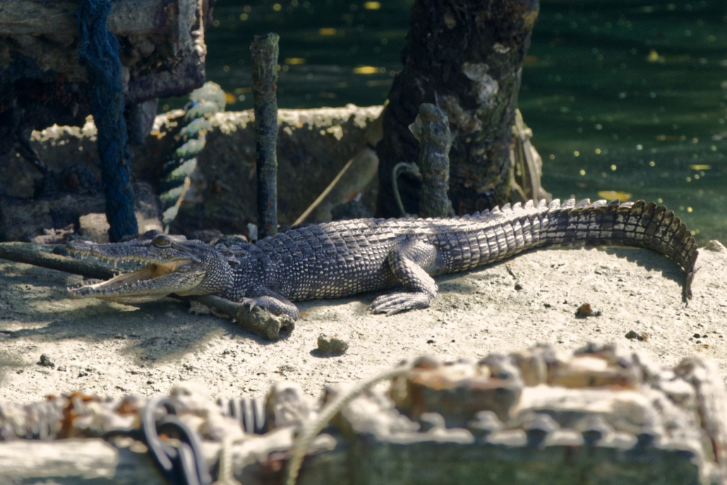 Crocodile Palau