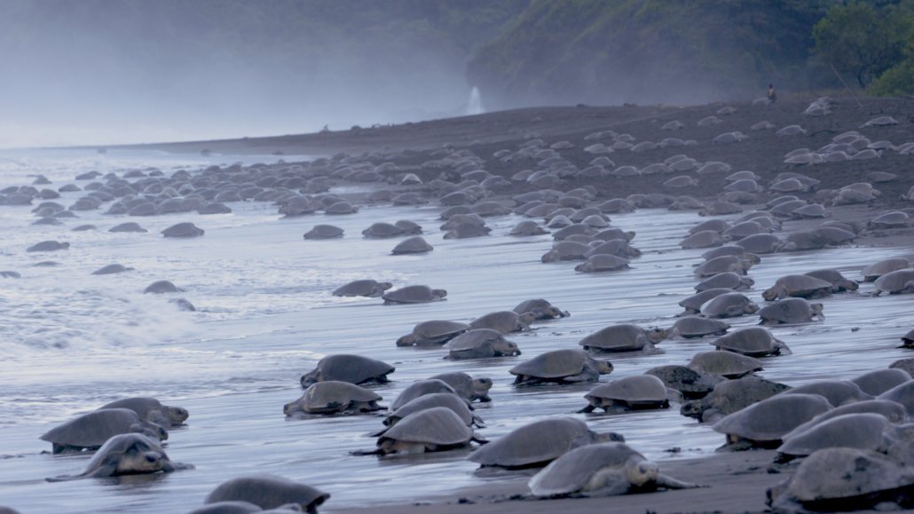 Turtles on beach Costa Rica