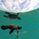 Baby Turtle Underwater