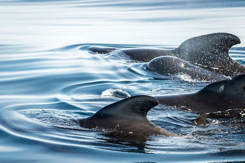 Pilot Whales