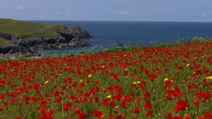Field of poppies North Cornwall