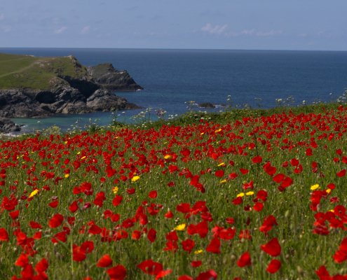 Field of poppies North Cornwall